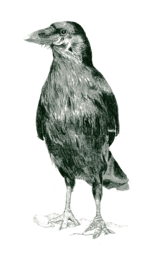 Illustrated raven raven