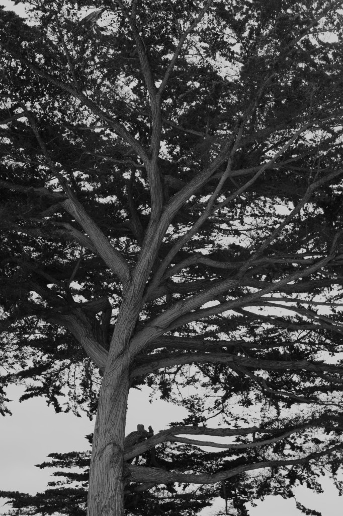 eerie tree in black and white